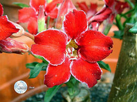 (image for) Adenium Obesum Seeds \'Small Red Plum\' 5 Seeds